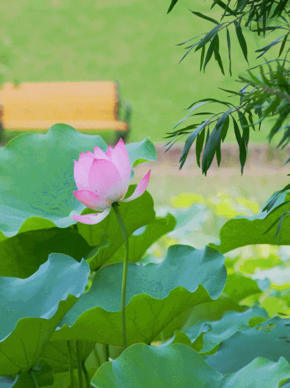 599_800竖版 竖屏gif 动态图 动图