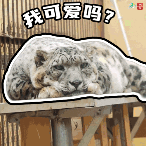 赶快收藏!西宁"顶流团宠"雪豹表情包来啦