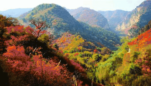 所以,为全国十大红叶风景区之一,是北京香山的20倍,仙台山的红叶,多达
