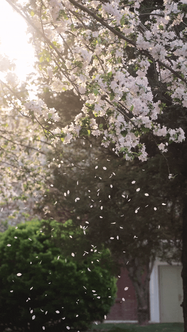 天大海棠花落,明年再相逢!