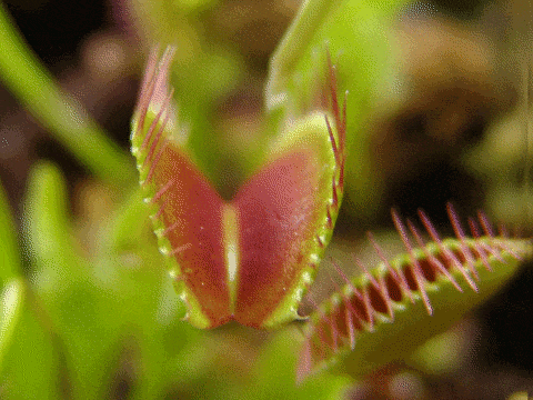 在人们还没有掌握如何人工培育捕蝇草的时候,市场上流通的捕蝇草几乎