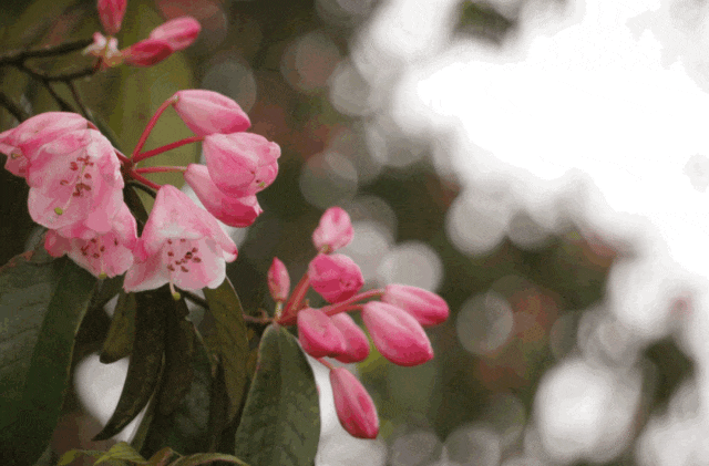 最美的"高山杜鹃"送你满山浪漫……附赏花路线!