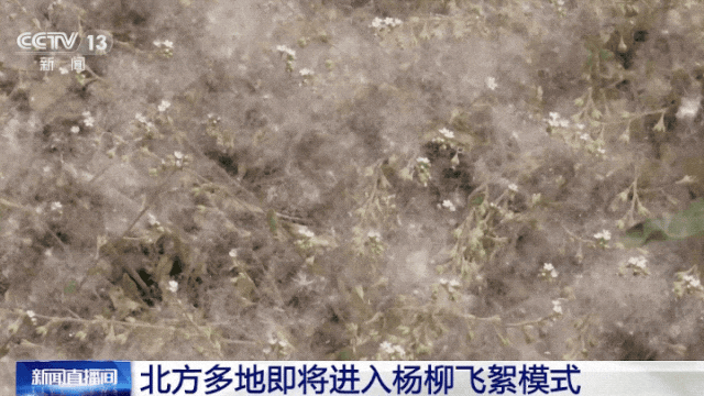 北京发布首个“飞絮”预报！_腾讯新闻