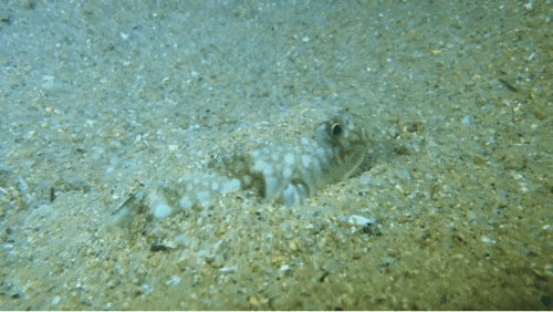 体格小小的章鱼短蛸(xiāo)古灵精怪,可以灵巧地用贝壳搭起自己的"