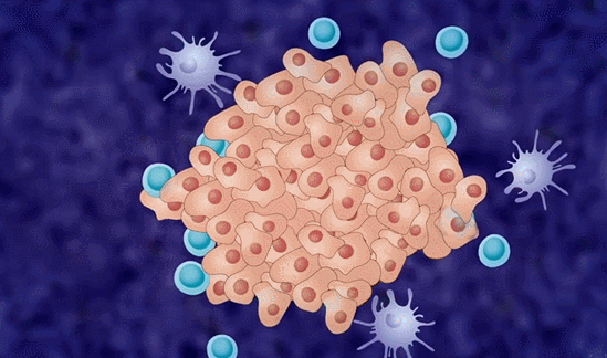 nk细胞数量正常的新冠患者病毒载量下降更快症状负担更轻