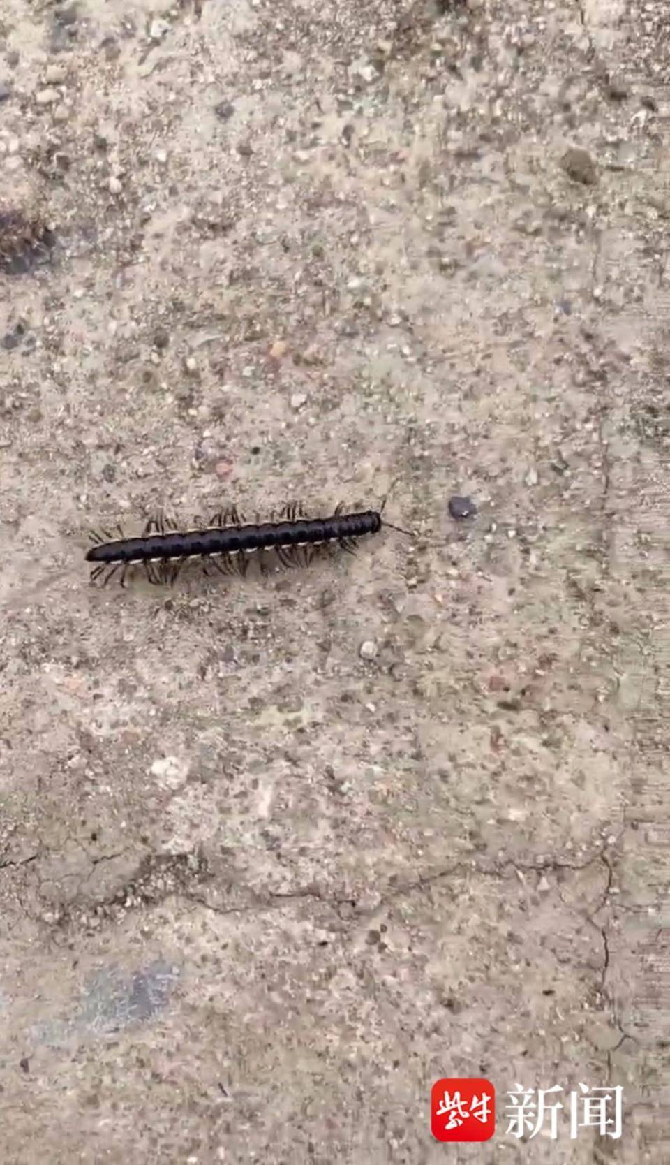 有事找紫牛家里爬进密密麻麻千足虫盐城亭湖一待建工地周边居民饱受