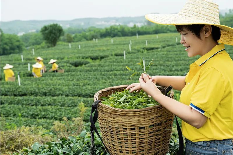 卖茶叶照片图片