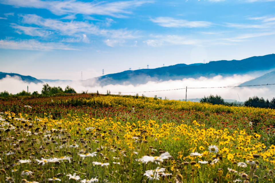 山花烂漫浪固原—赏花打卡点_腾讯新闻