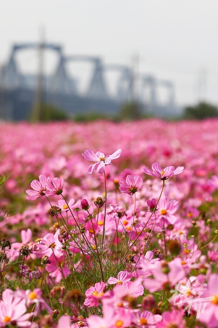 杭州湾花海景区图片