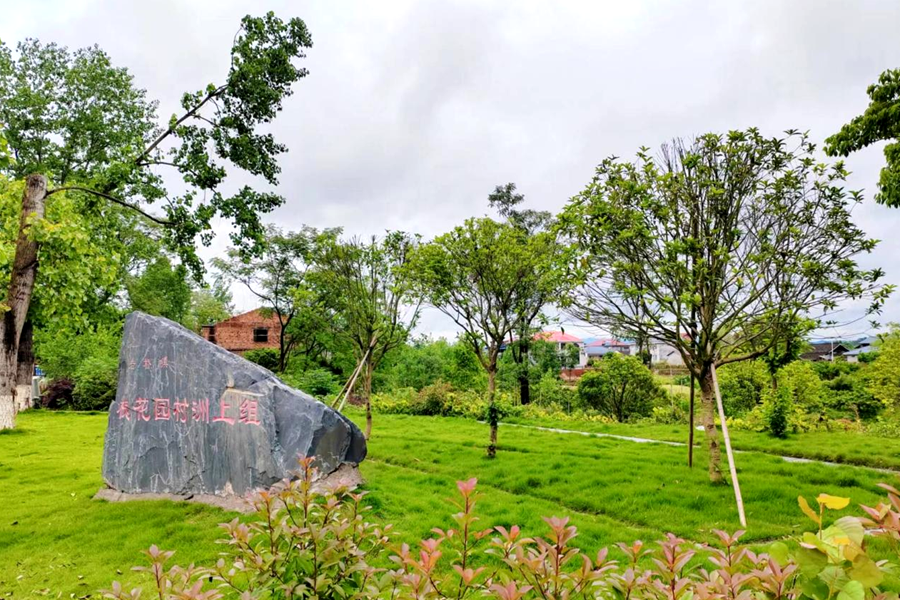 文化中国行丨蒋文智:槐花芬芳插"字"飞翔
