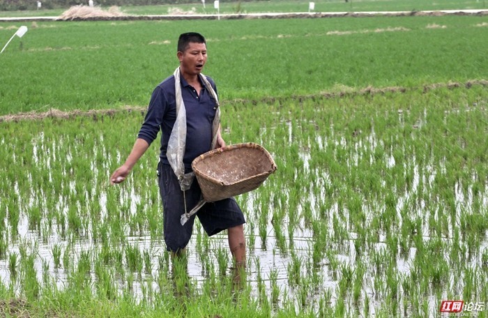 今日立夏益阳农村田间农民抢抓农时劳作忙