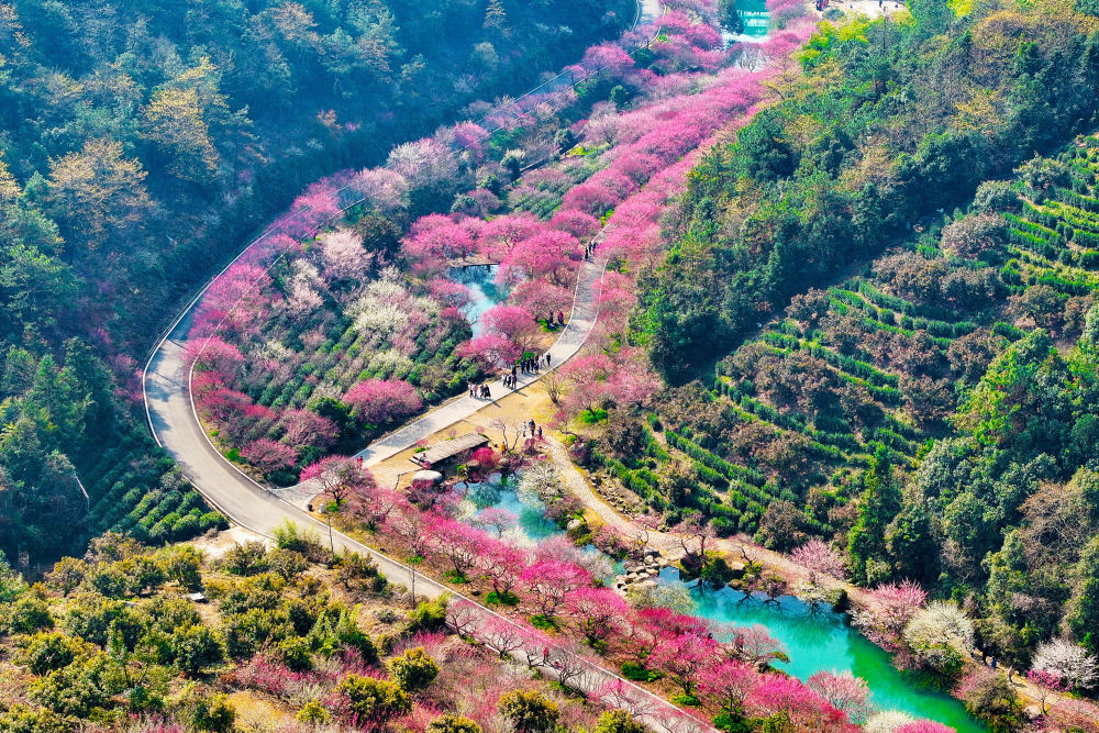 浙江长兴梅花绽放醉游人
