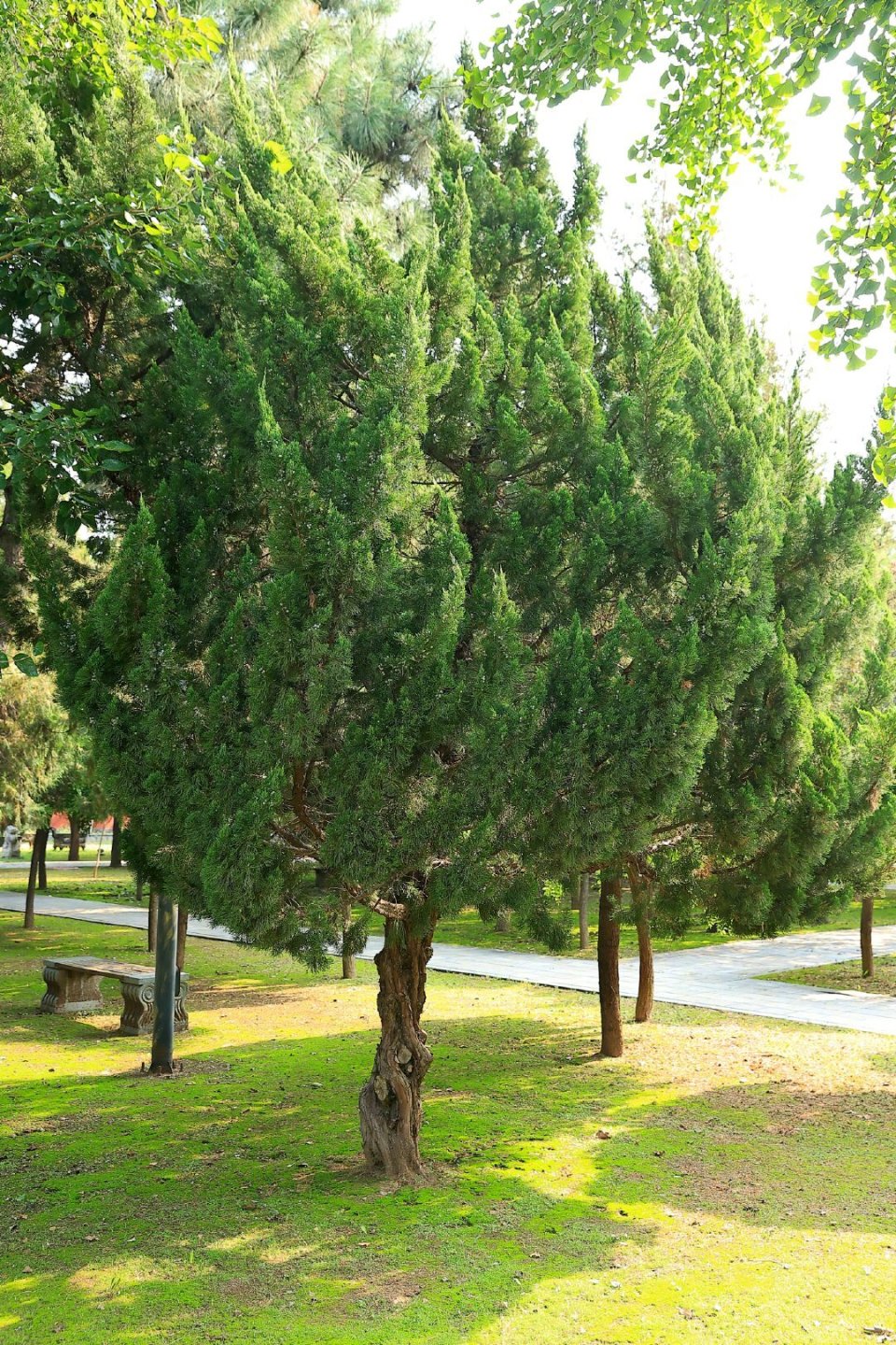 毗卢寺内两株千年古柏染"微恙"_腾讯新闻