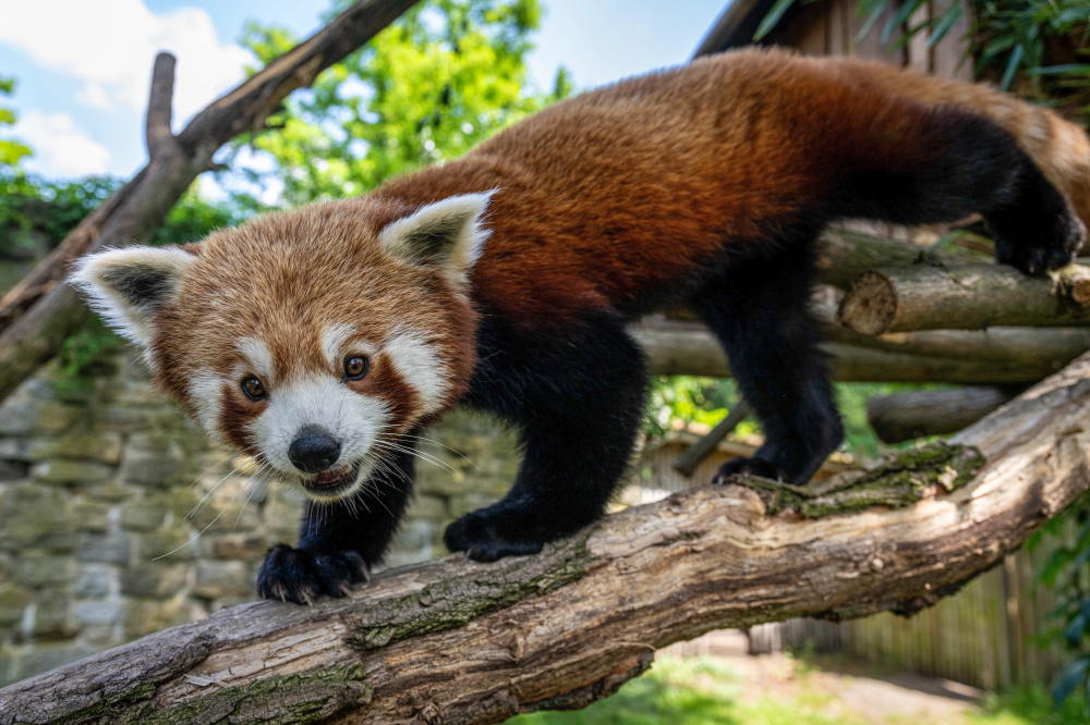 弗罗茨瓦夫动物园的小熊猫