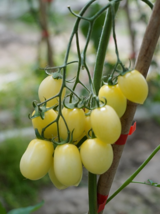 品种齐全口味多样红橙黄绿白在这里集齐七彩小番茄