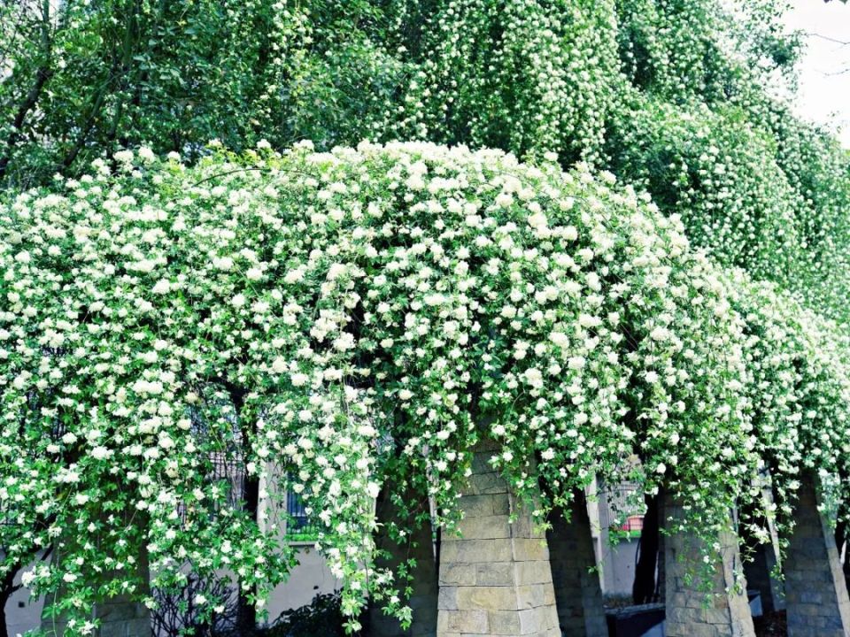 什邡的"七里香"已花开如瀑!打卡拍照巨出片……_腾讯新闻