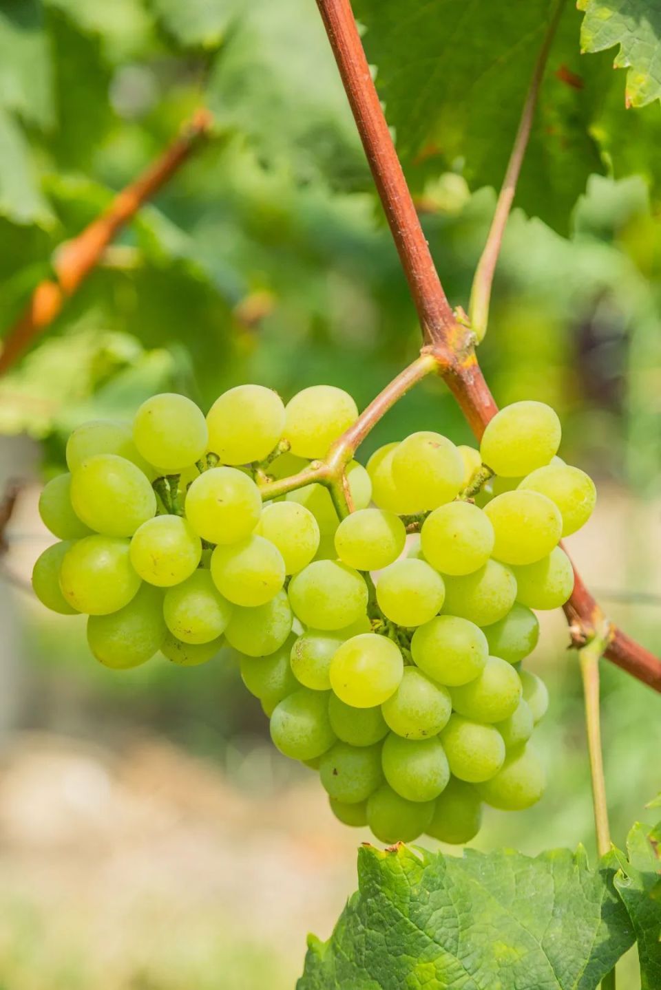 乌当新堡葡萄成熟了!满园甜蜜等你尝