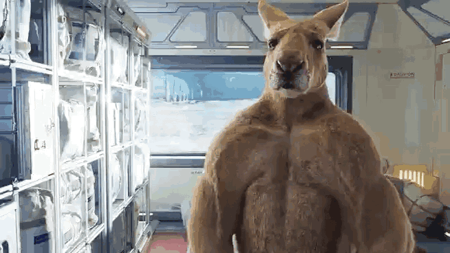 武汉动物园最新进展,汉阳"刚子"来了!