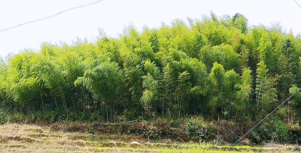 百顺镇:护好用好毛竹资源 让村民走上致富路