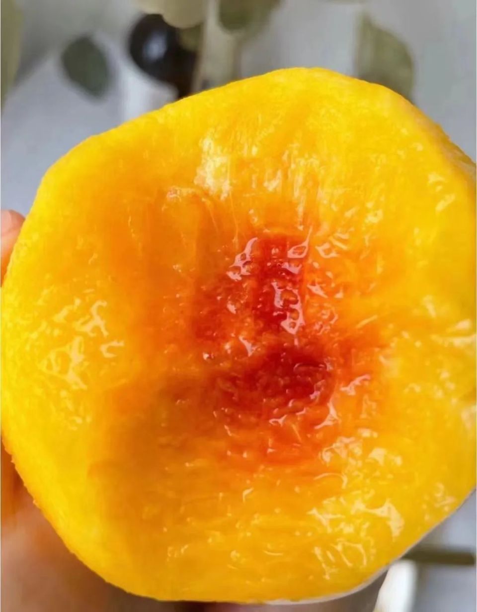 脆!甜!建宁锦绣黄桃上市