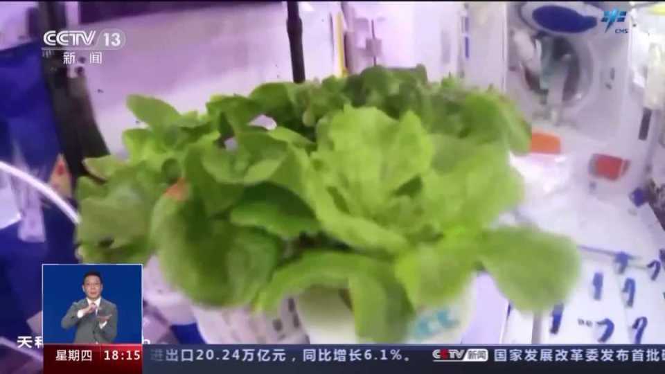 “太空菜园”迎丰收，“天宫”种菜如何实现？_腾讯新闻