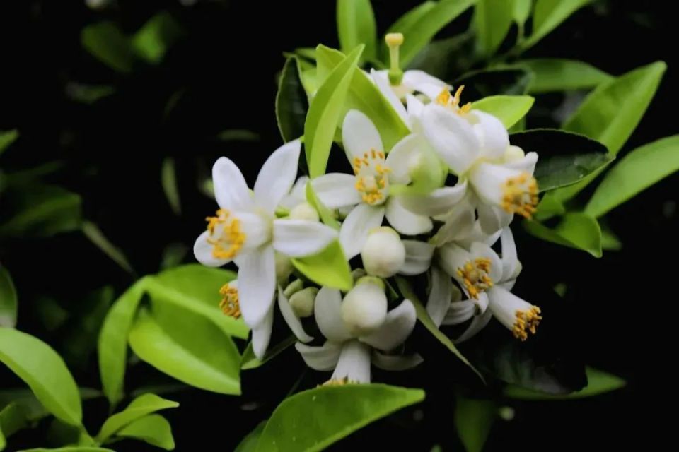 夏坝枳花太美啦~~~_腾讯新闻