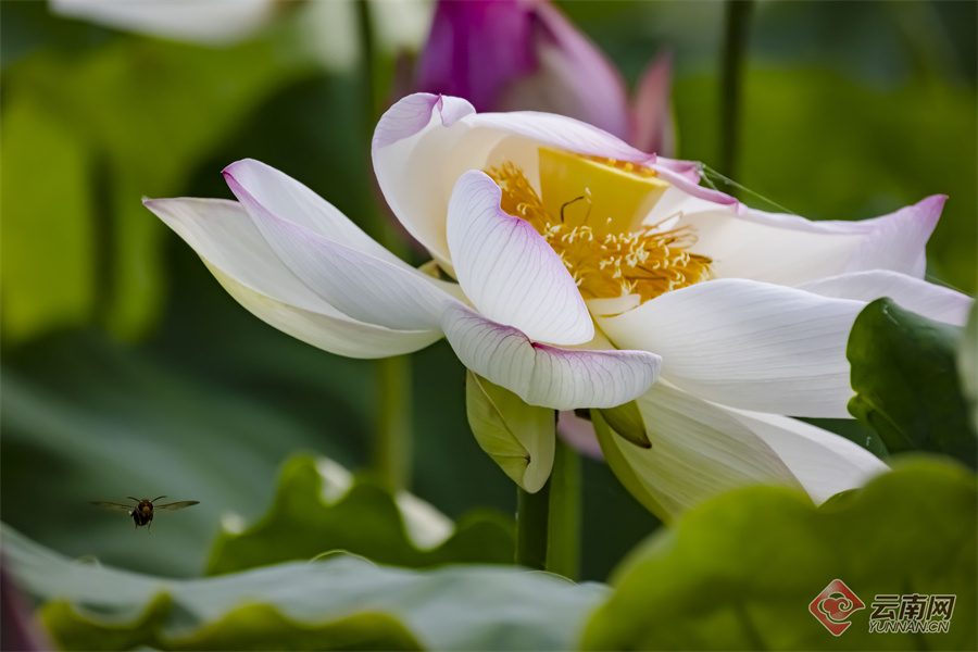 高清组图大理洱源东湖十里荷香鸟欢