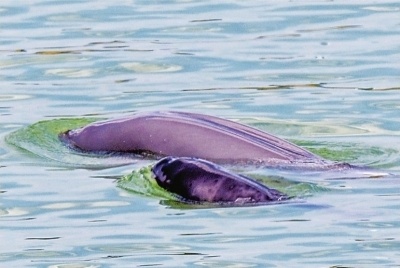 拍到了小江豚蜕皮全记录