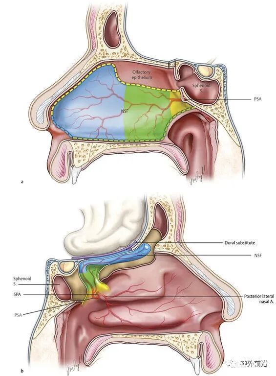 1 anatomical dissection of a sagittal hemisectioned cadaveric