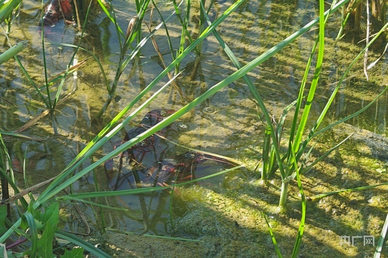 乡村振兴"新"面貌丨虾在稻中长  一田两收绘就新"丰"景