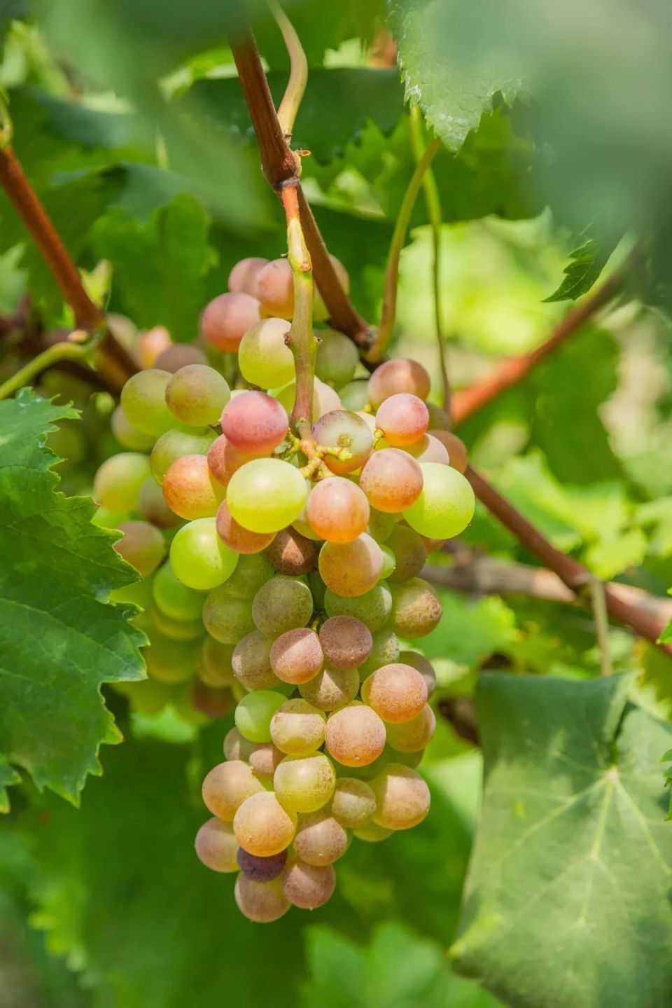 乌当新堡葡萄成熟了!满园甜蜜等你尝