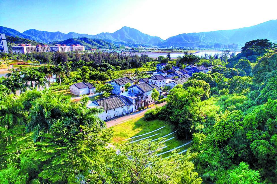 记者探寻深圳古树名木:年轻的城,古老的树