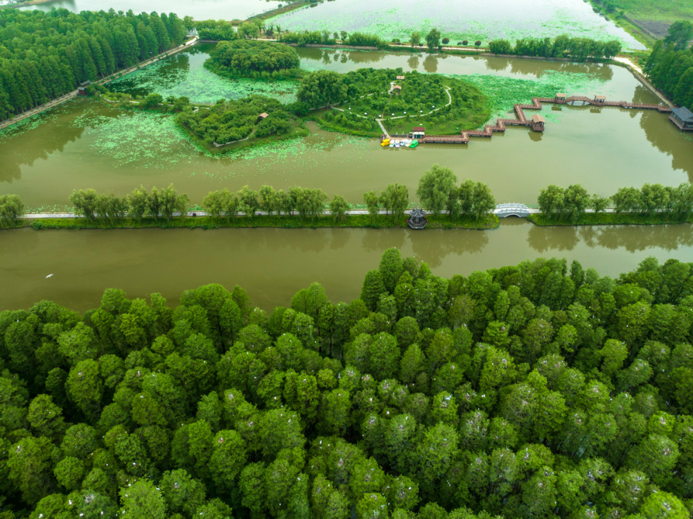 江苏兴化鹭鸟天堂