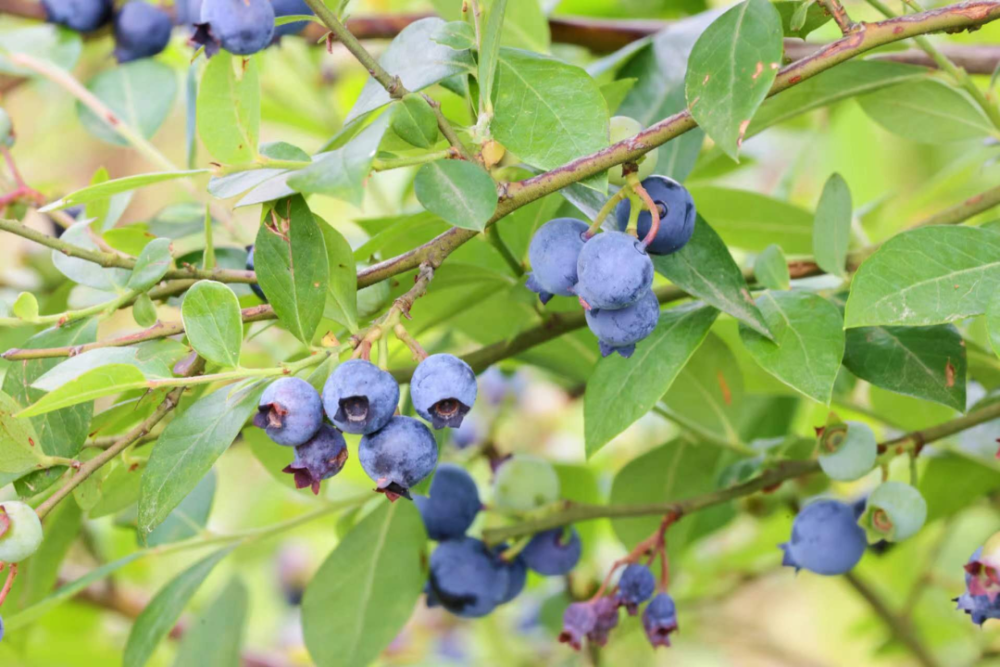 "为了保证蓝莓的绿色健康,蓝莓种植环节全部采用绿色有机肥,不打农药