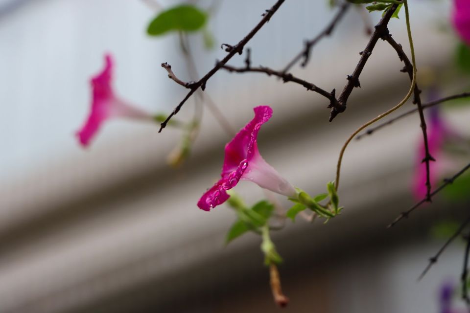 各种雨中花的图片图片