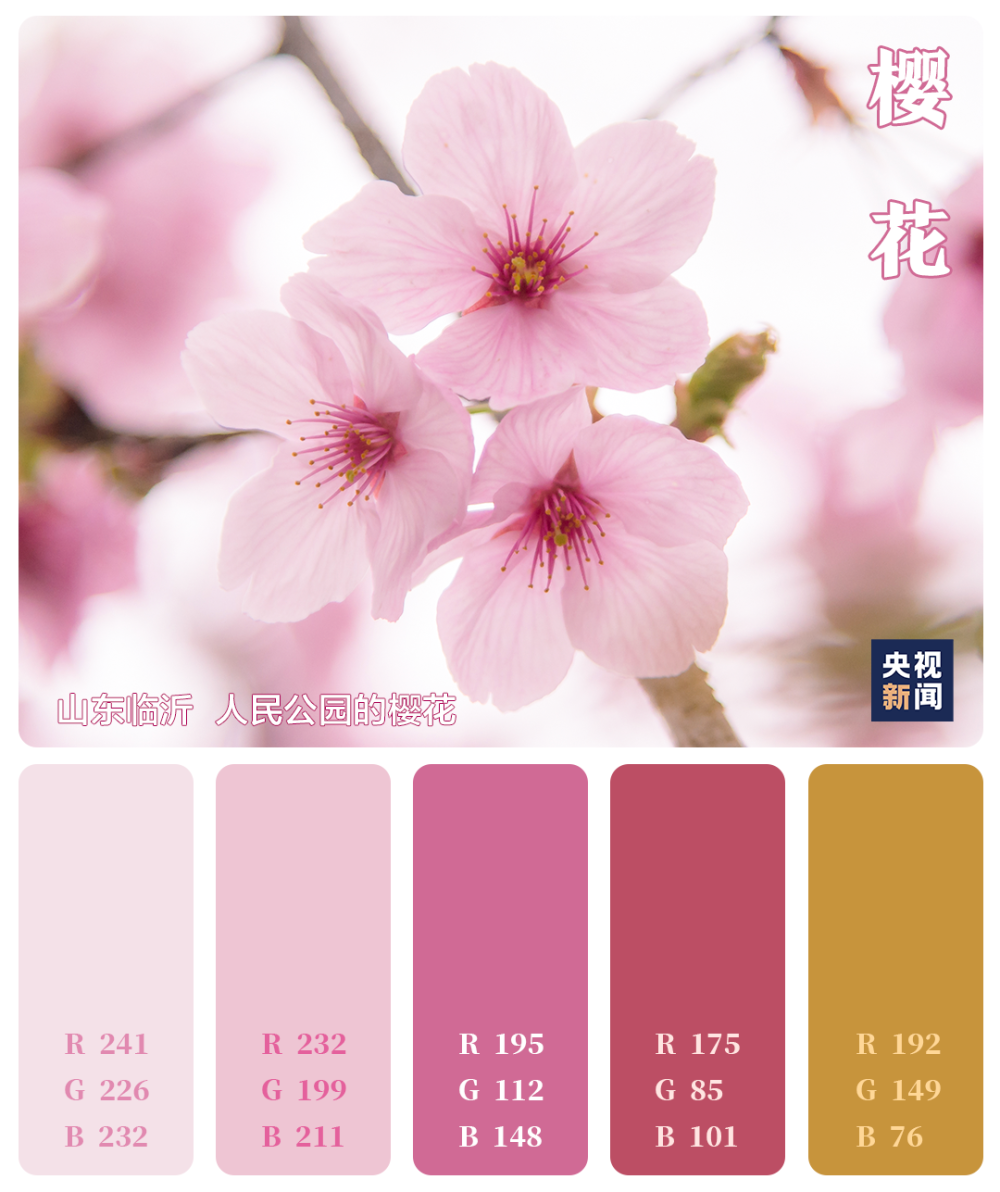 花开中国 一起用色卡方式打开绝美春天