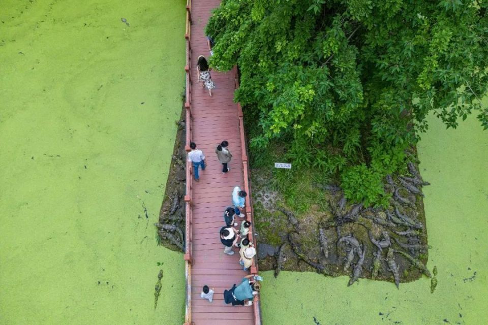 如今,在鳄鱼湖这片绿水青山中,扬子鳄找到了栖息繁衍的理想环境.