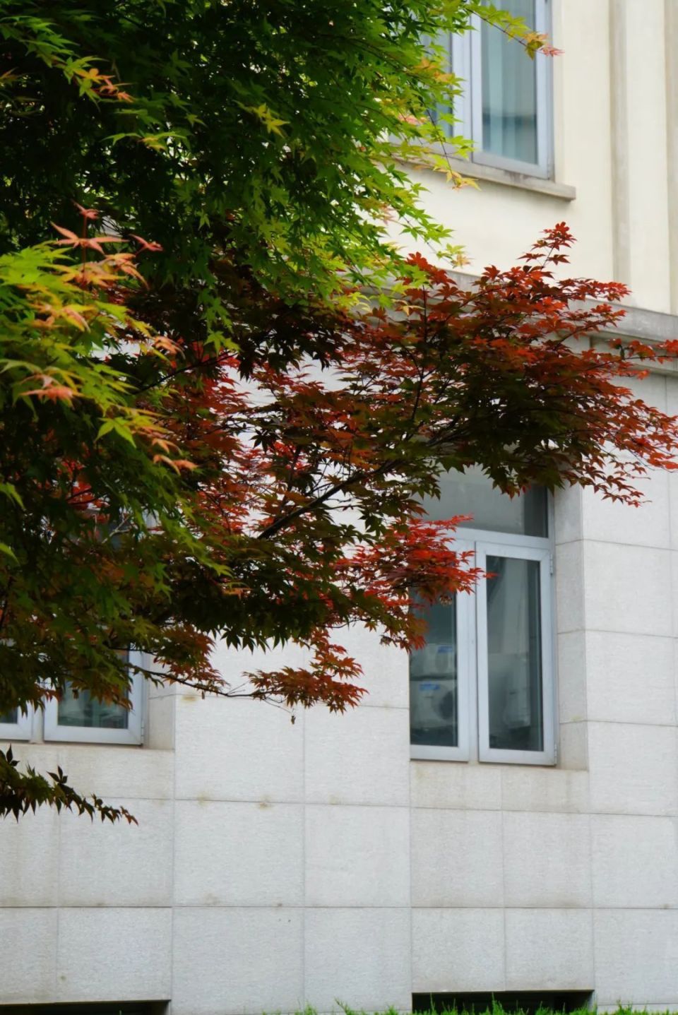 【母校风光】上海对外经贸大学古北校区:坐落于闹市,低调而优雅