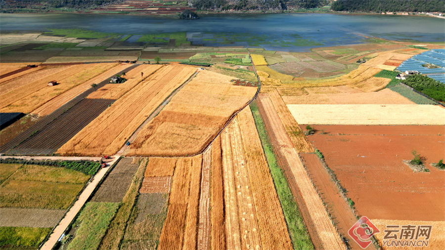 高清组图云南丘北18万亩小麦喜获丰收