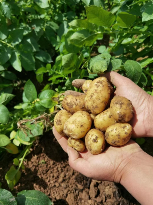 美食 | 如果只有一次领略"洋芋"的机会,那就把它献给贵州!
