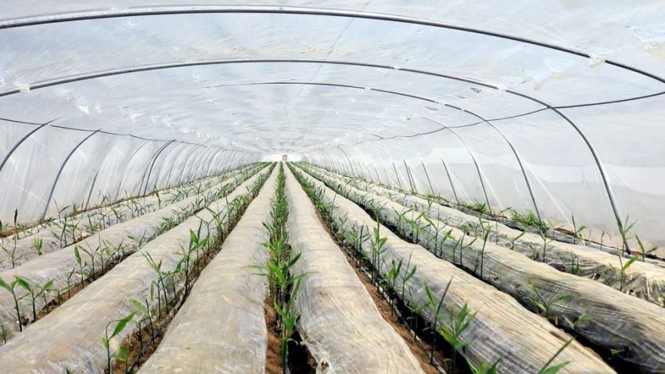 嘉祥县万张街道特色农业"硕果盈枝"