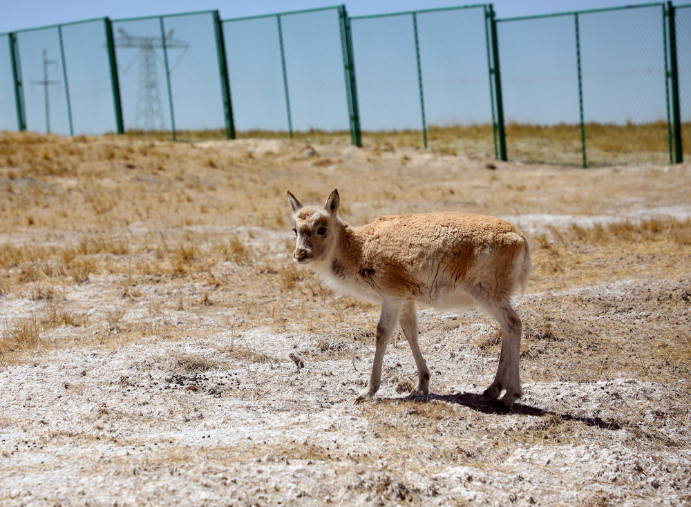 青海可可西里被救助藏羚羊幼仔茁壮成长