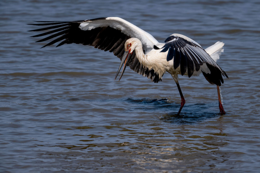 福建:鸟类的乐园