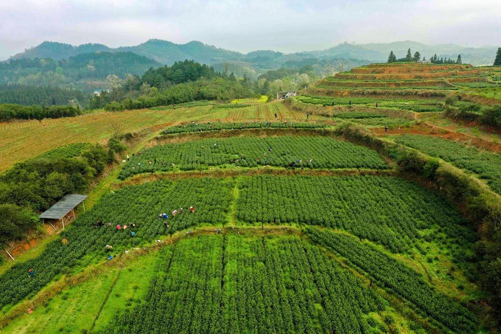 怀化中方春意盎然茶飘香
