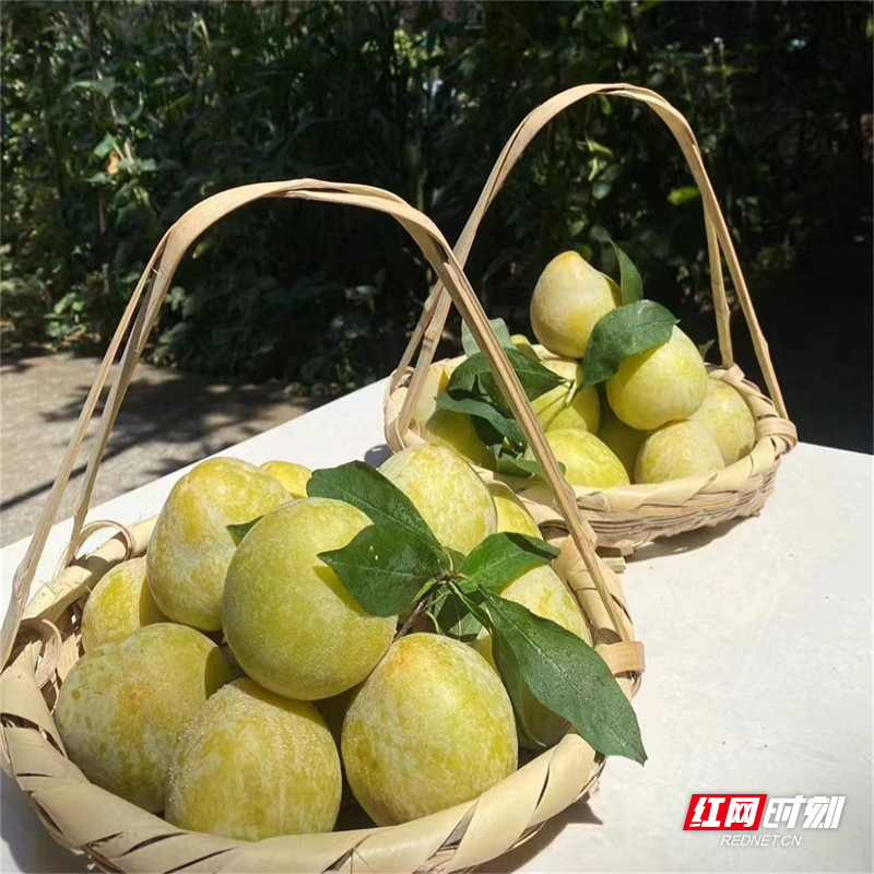 组图 | 汝城县土桥镇青龙村:奈李迎丰收 果农笑开颜