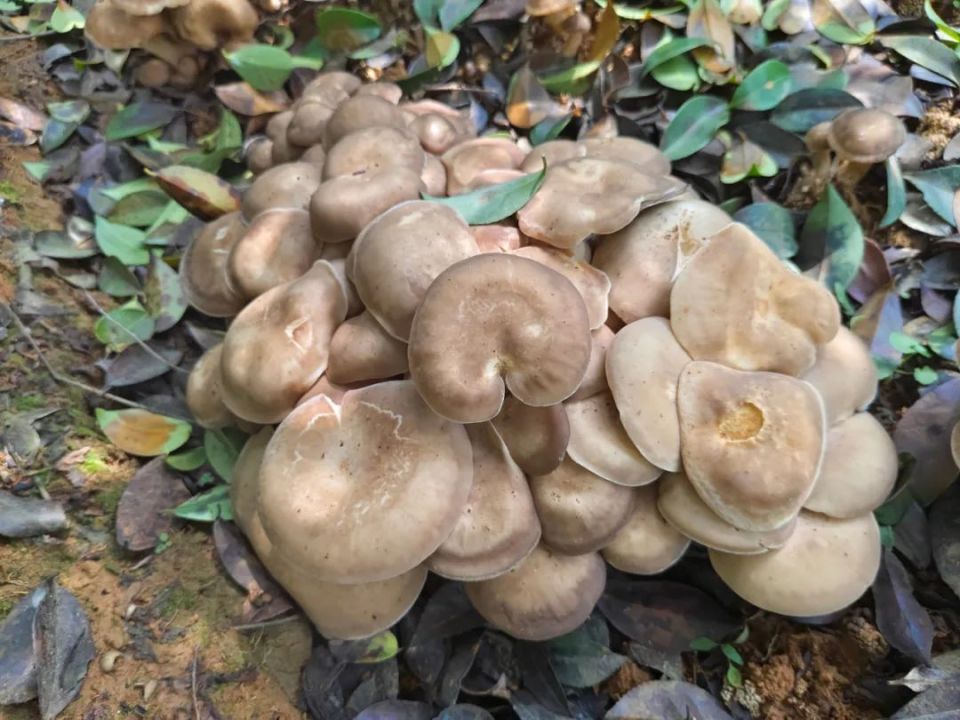 玉屏庆寨鹿茸菇新鲜上市