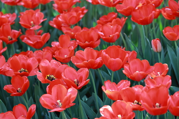 郁金香赏花正当时!济南这里美成了油画