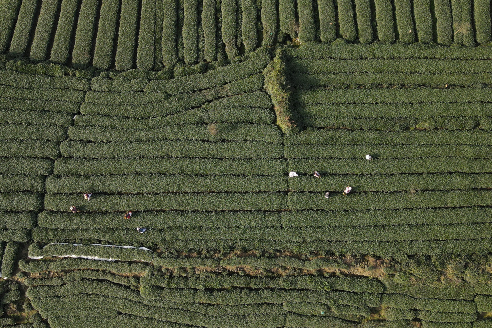 四川雅安蒙顶山上采春茶