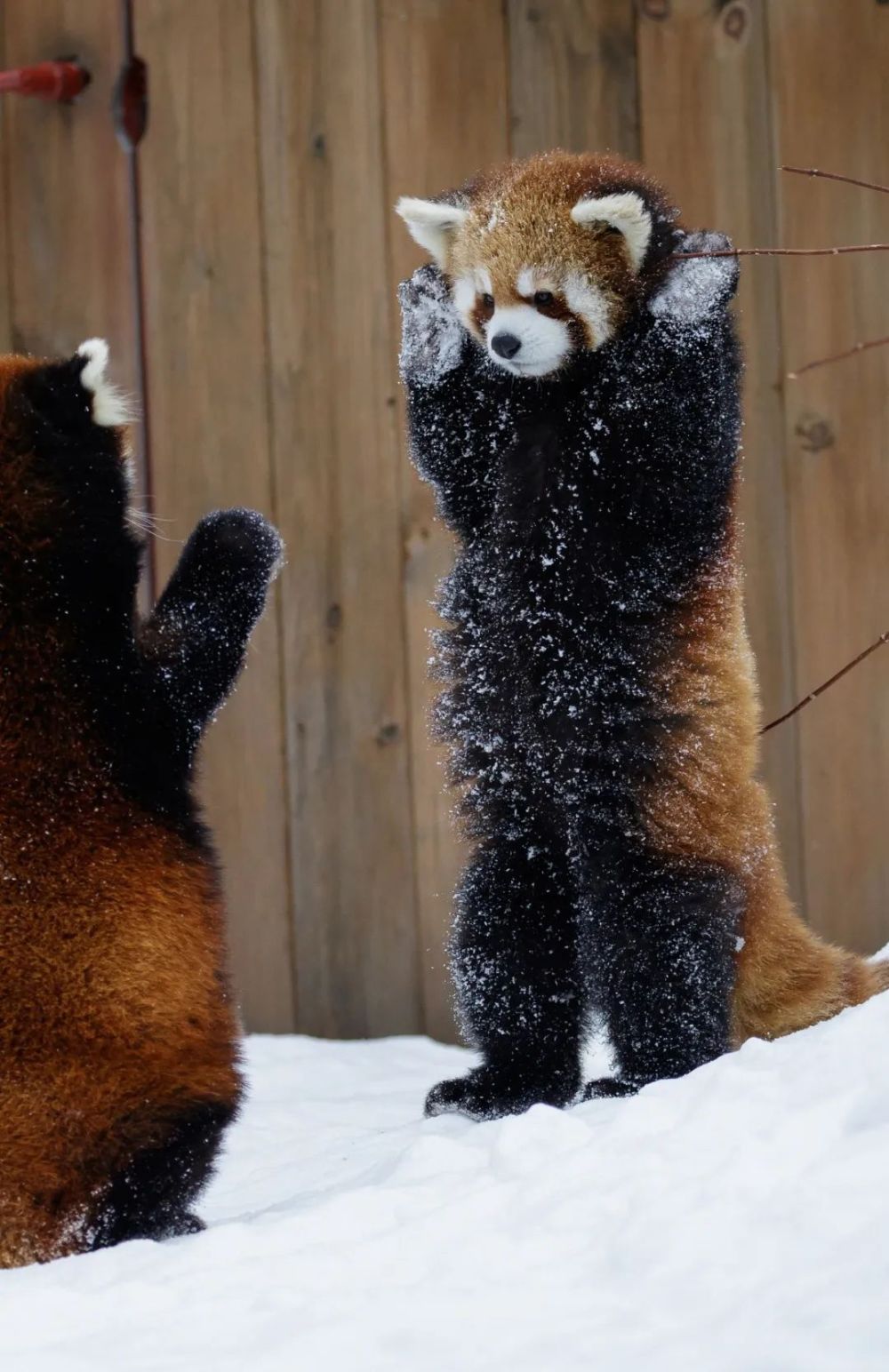 小熊猫站起来可以显得更高大,从而威慑对方,图片来源@视觉中国)但会