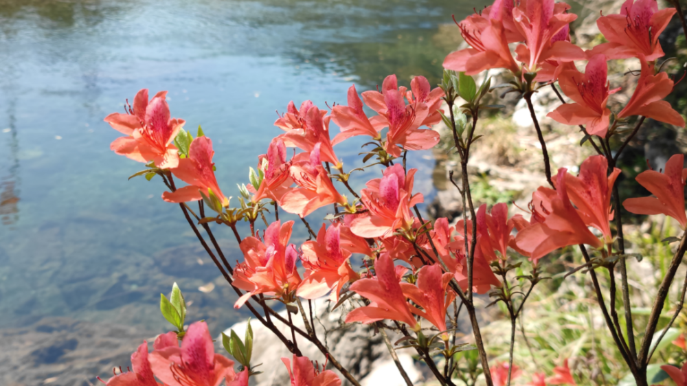 黄山杜鹃花何时花开图片